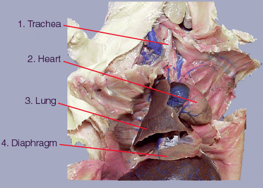 Thoracic Cavity - Welcome to Rat Dissection