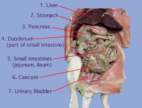 Abdominal Cavity - Welcome to Rat Dissection